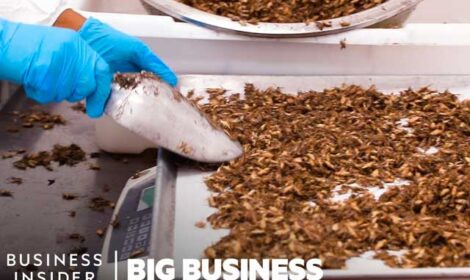 How Crickets Become Food | Big Business